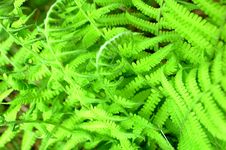 Fern Stock Photo Fern Stock Photo