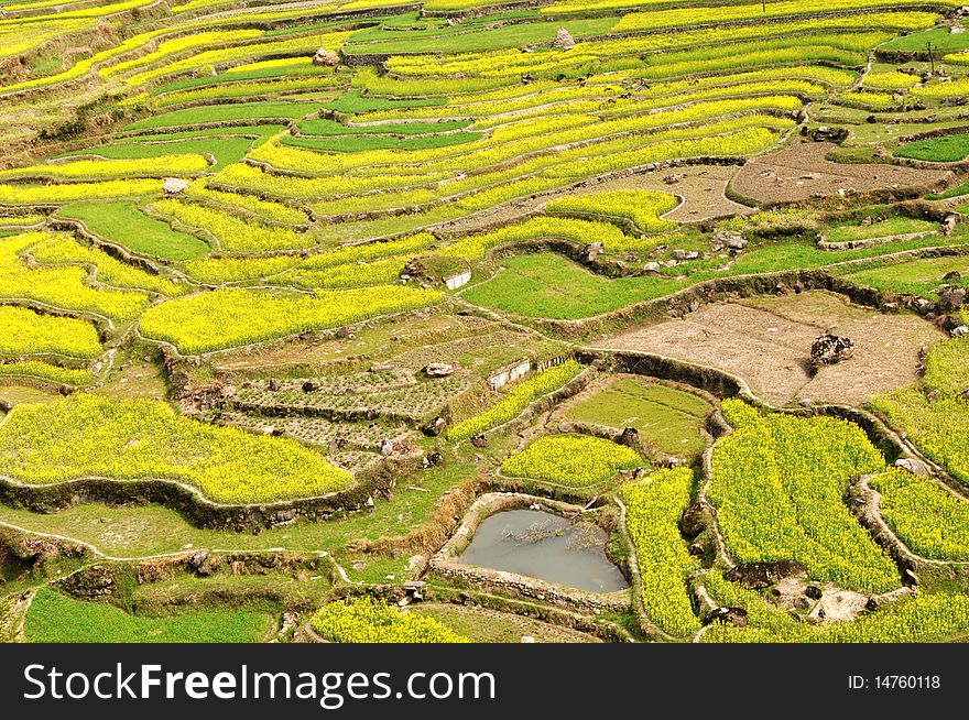 Scenery of rapeseed or oil crop fields in spring. Scenery of rapeseed or oil crop fields in spring