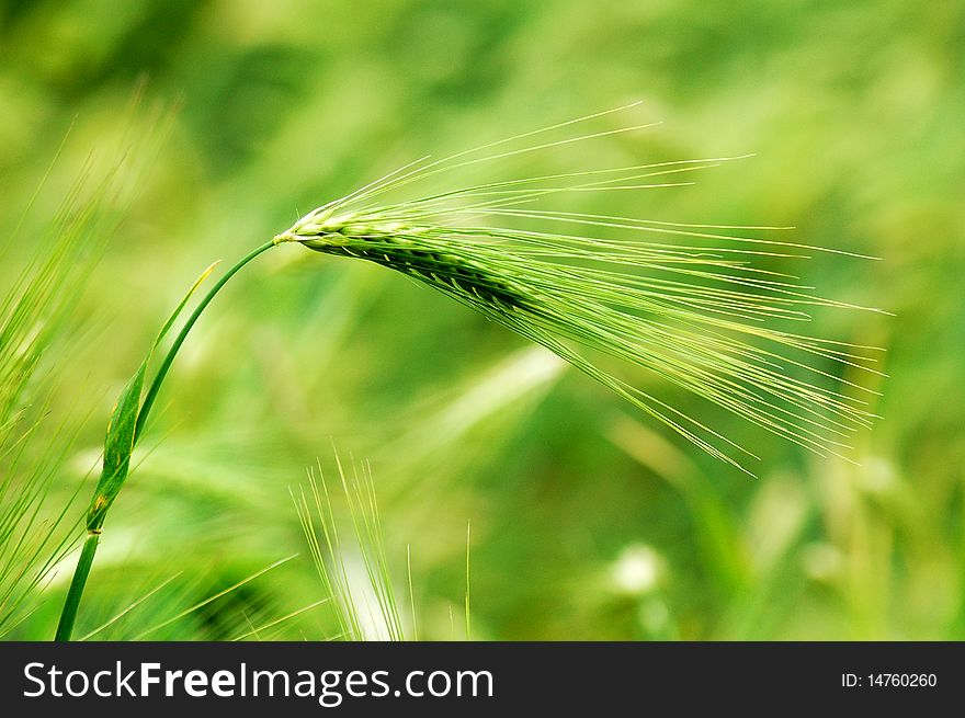 Closeup view of wheat ears in the summer