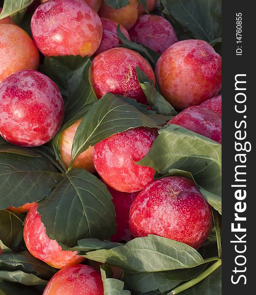 A basket with plums in grey back