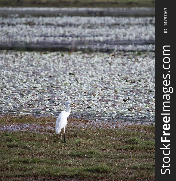 Great Egret Ardea Alba in a Billabong in Kakadu Nationa Park, Northern Territory, Australia. Great Egret Ardea Alba in a Billabong in Kakadu Nationa Park, Northern Territory, Australia