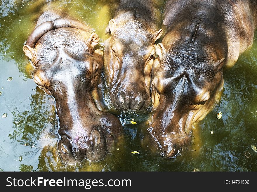 Mammals? But is cute family. I find that zoo Thailand. Mammals? But is cute family. I find that zoo Thailand.