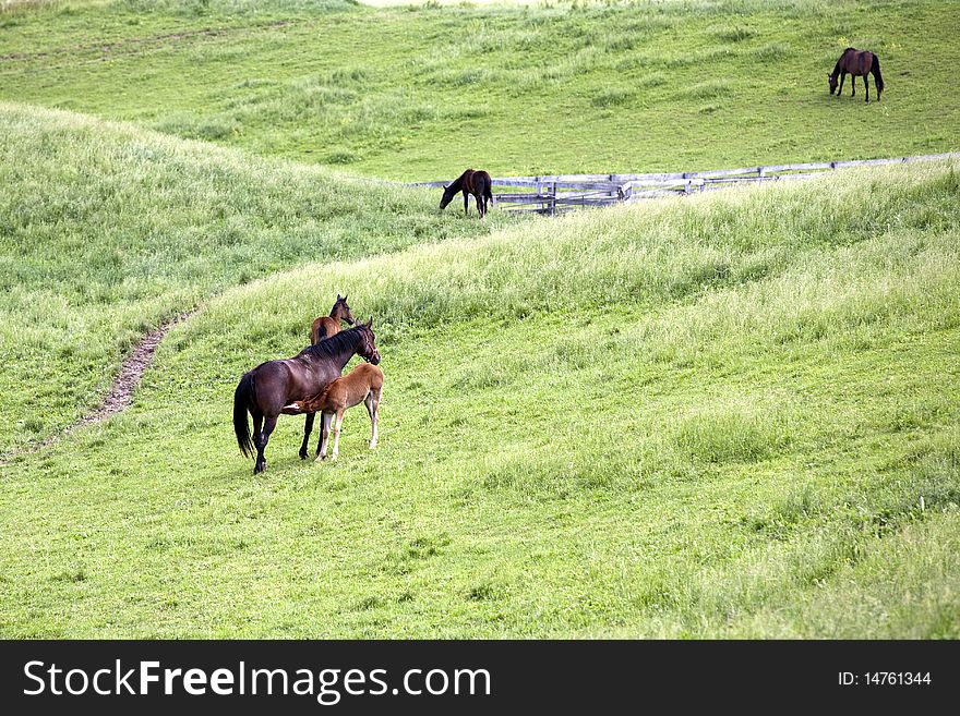 A Horse feeding baby in the field