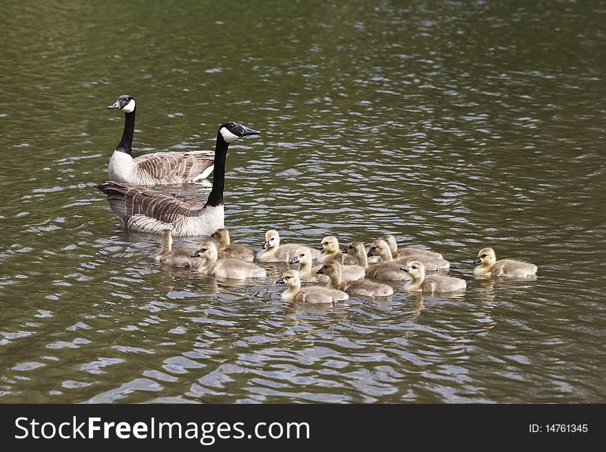 Geese s family