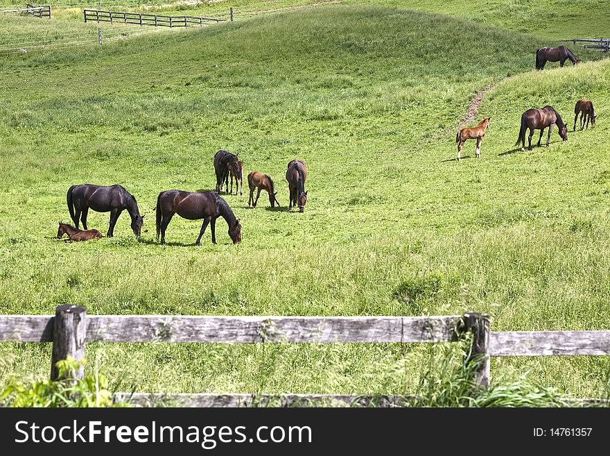 Beautiful Horses and babies grazing in the field. Beautiful Horses and babies grazing in the field