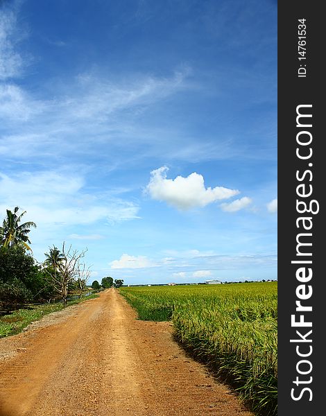 White cumulus clouds and a blue sky on paddy field