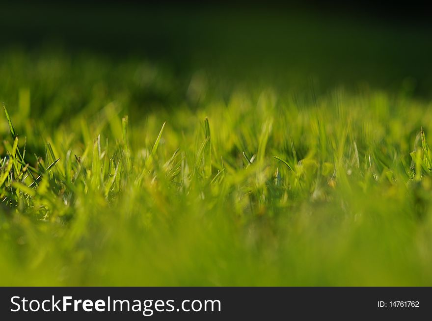 Fresh clean green grass with taken with a shallow depth of field lens