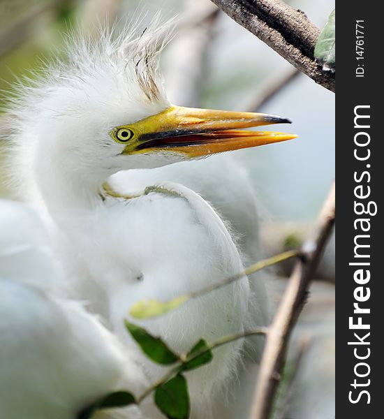 Closeup of a juvenile great white egret in his natural habitat. Closeup of a juvenile great white egret in his natural habitat.