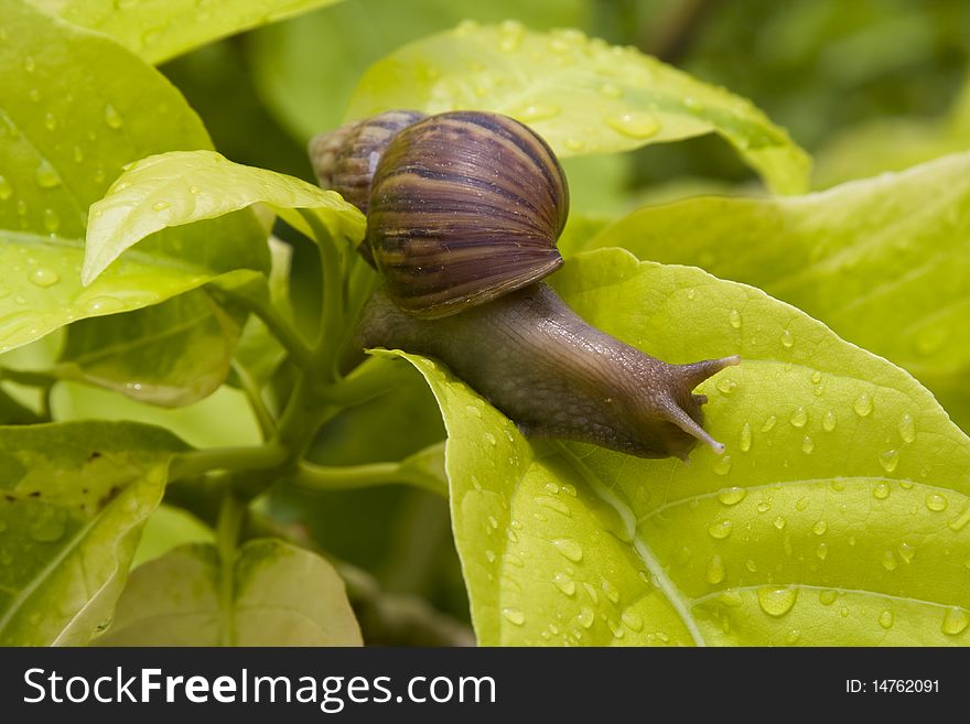 A close up of the snail on leaf
