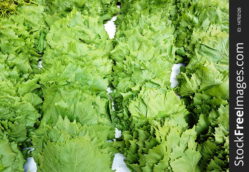 Fresh vine leafs closeup, for dolma cooking