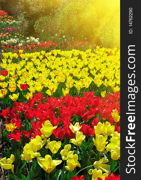 Garden of colorful tulips. Composition of nature. Garden of colorful tulips. Composition of nature.