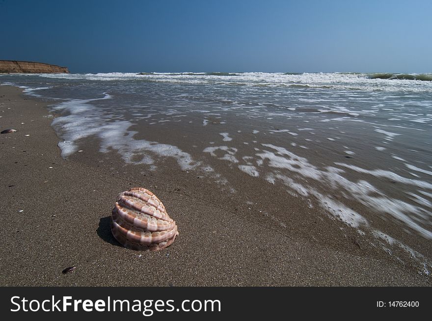 Isolated seashell on the shoreline. Isolated seashell on the shoreline