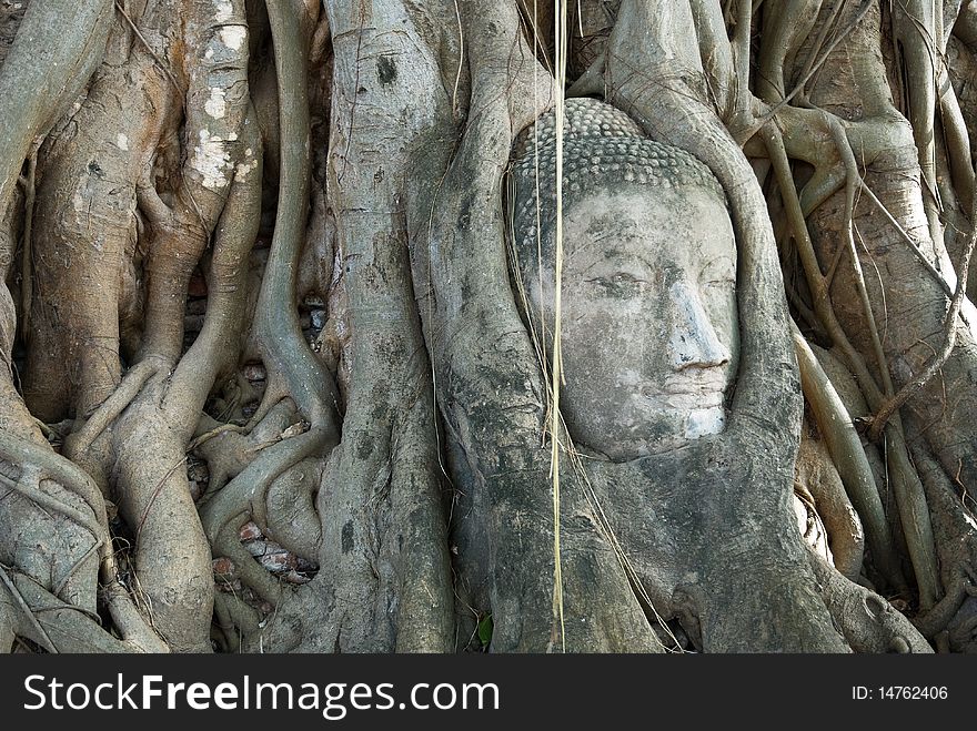 The head of the sandstone buddha image in roots of bodhi tree, Ayutthaya,Thailand. The head of the sandstone buddha image in roots of bodhi tree, Ayutthaya,Thailand