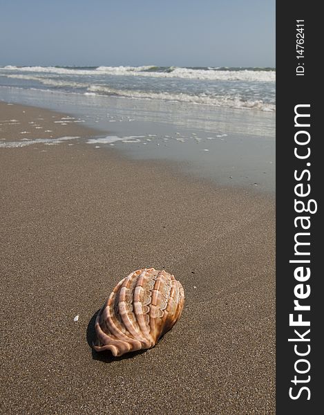 Isolated seashell on the shoreline. Isolated seashell on the shoreline