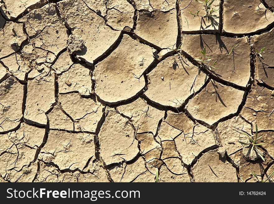 Cracked earth background with plants