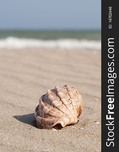 Isolated seashell on the shoreline