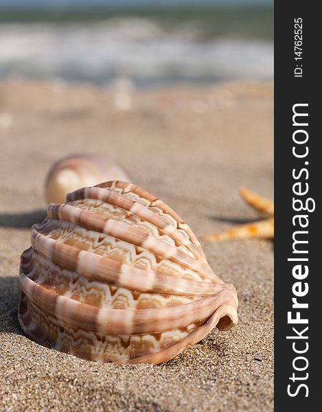 Starfish and seashells on the sunny beach. Starfish and seashells on the sunny beach