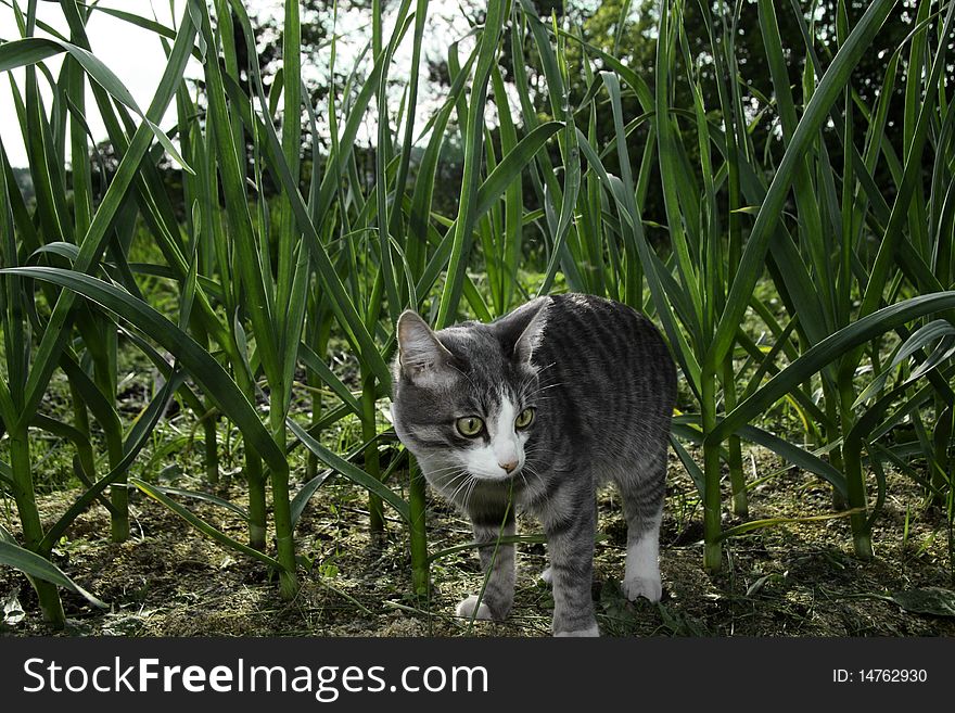 Young gray cat standing on bed with garlic. Young gray cat standing on bed with garlic