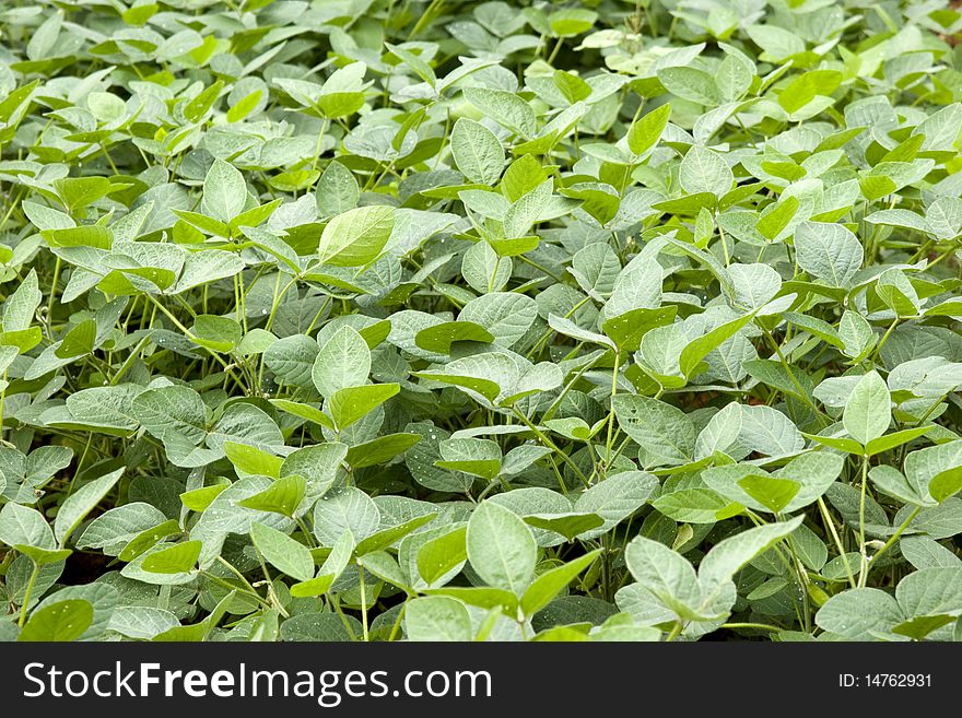 Green beans field in early summer.
