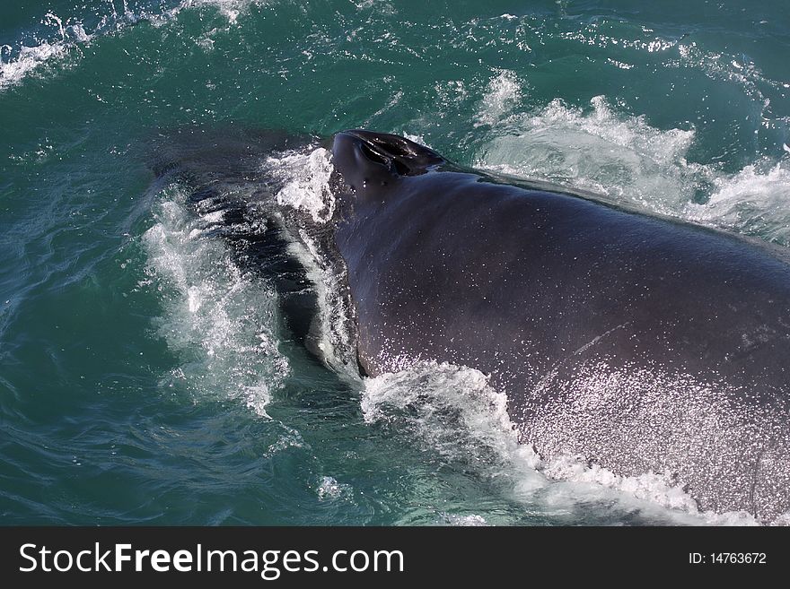 Humpback whale showing blowhole, Husavik Bay, Iceland, the North Atlantic Ocean. Humpback whale showing blowhole, Husavik Bay, Iceland, the North Atlantic Ocean