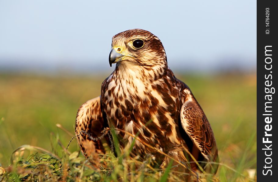 Falco Cherrug