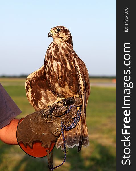 Falconer with Falcon on hand