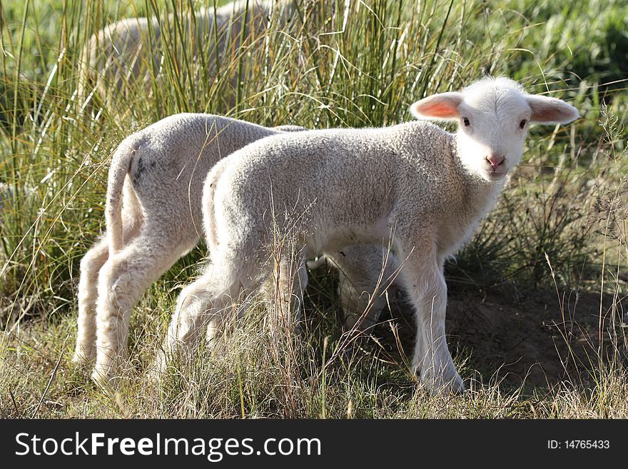 Image of two lambs on a farm