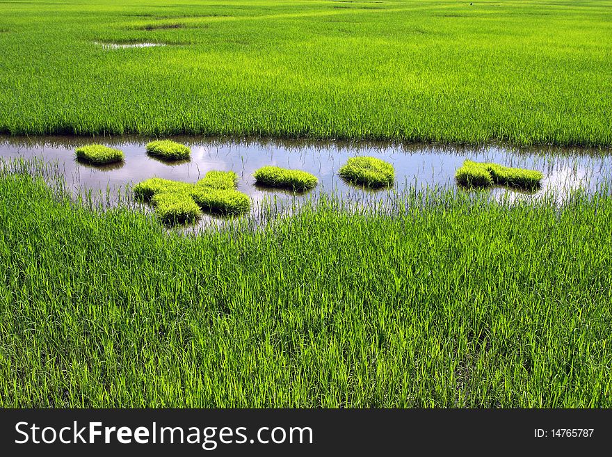 A large green paddy field on sunny day.