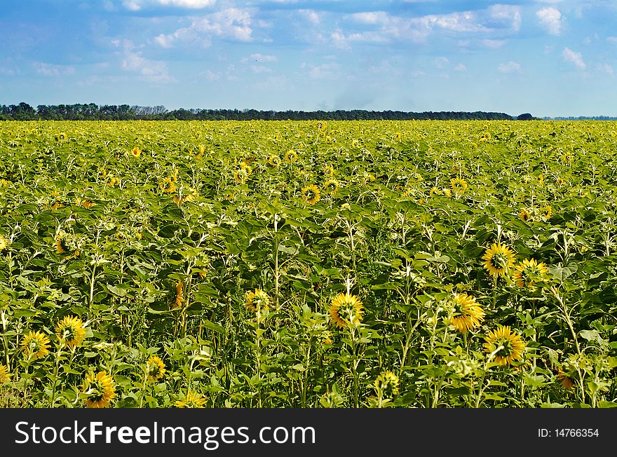 Yellow sunflowers on the field at summer day. Yellow sunflowers on the field at summer day