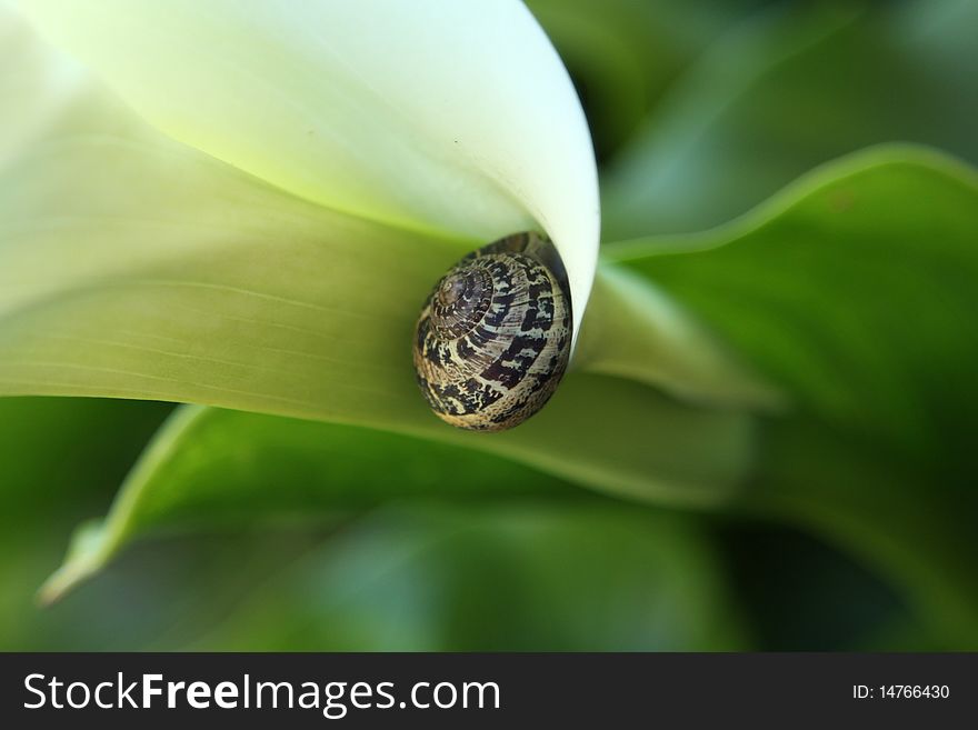 Macro photo of a snail on a plant's leaf