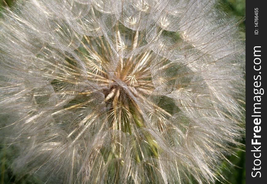 White dandelion, close up in the field