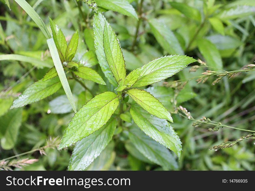 Sprigs of wild mint growing