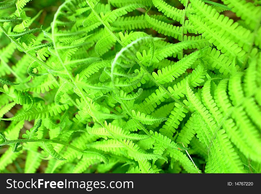 Green fresh young fern leaves