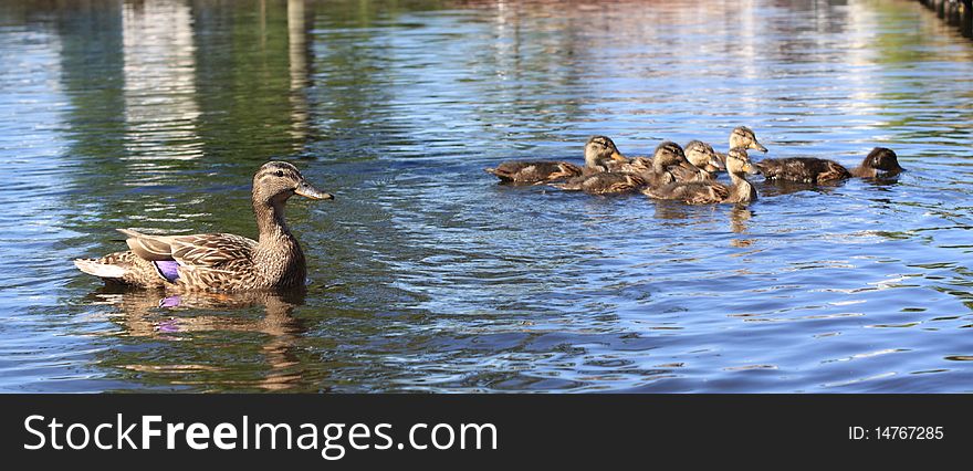 Flock of baby ducks swimming with their mother. Flock of baby ducks swimming with their mother