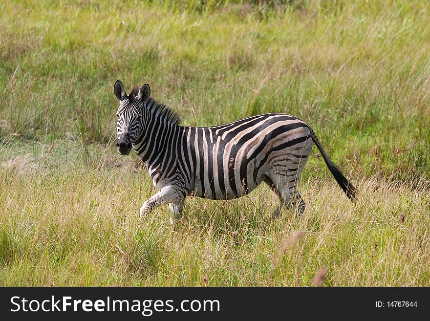 Zebra in green grass in South Africa. Zebra in green grass in South Africa