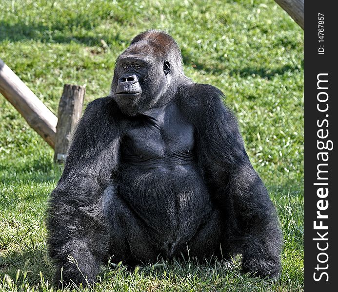 Black gorilla on green herb in a zoo