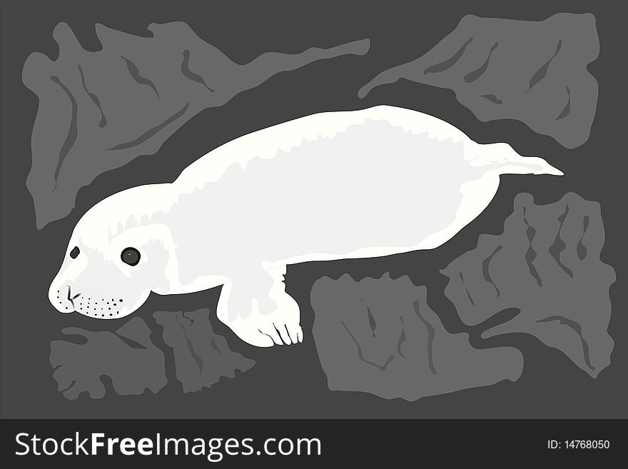 Grey seal pup on rocks