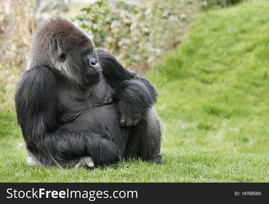 A Gorilla relaxing in a zoo.