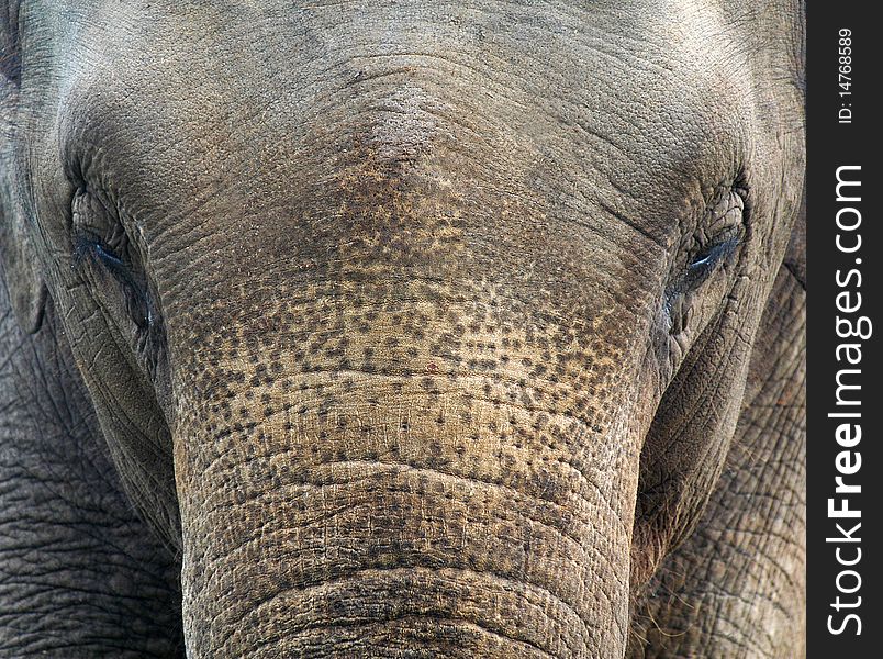 A close up of an elephants face