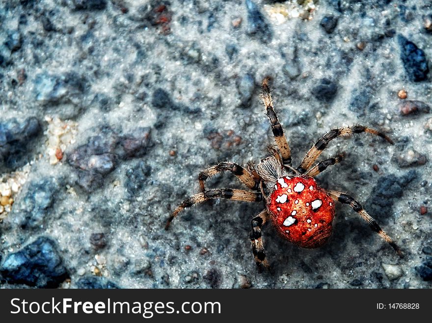 Big Spider On A Stone.