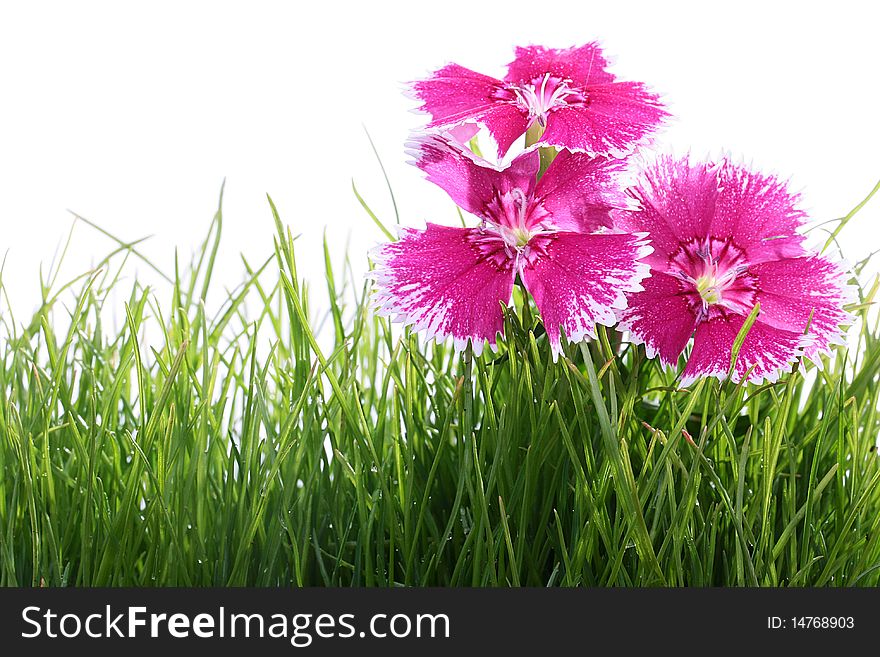 Garden carnation of pink colour in a high grass. Garden carnation of pink colour in a high grass.