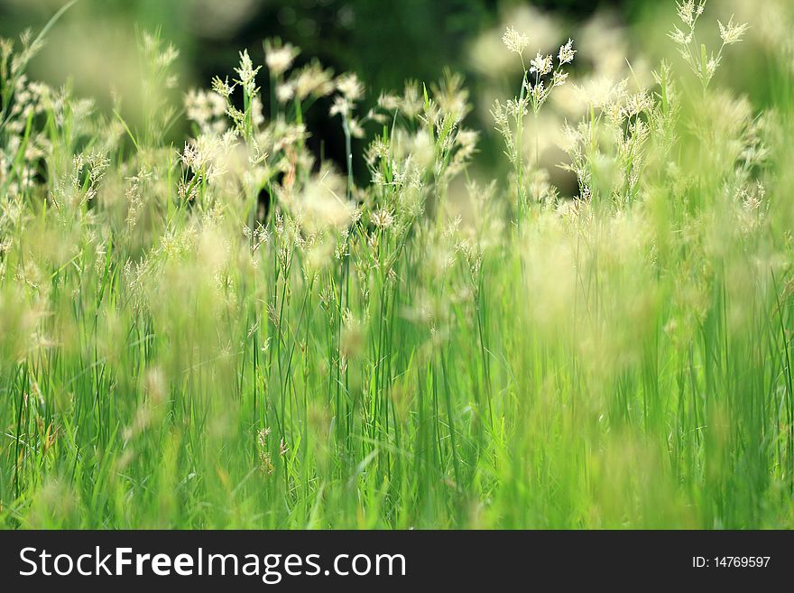 Morning grass in the park 2. Morning grass in the park 2