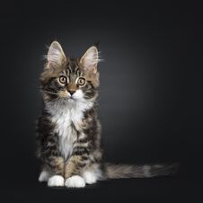 Handsome Black Tabby With White Maine Coon Kitten On Black Royalty Free Stock Photos Handsome Black Tabby With White Maine Coon Kitten On Black Royalty Free Stock Photos