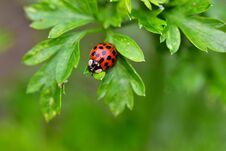Beautiful Lady Bug Close Up In The Sunshine Stock Photos