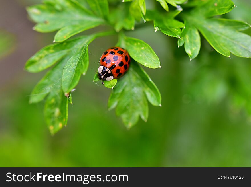 Very colorful lady bug close up in my garden in the sunshine. Very colorful lady bug close up in my garden in the sunshine