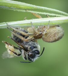 Xysticus Spider Hunter Eating Small Died Honeybee Stock Photos