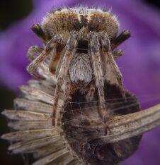 Big Agalanatea Redii Or Agalenatea Redii Spider Posing On Purple Flower Royalty Free Stock Photos