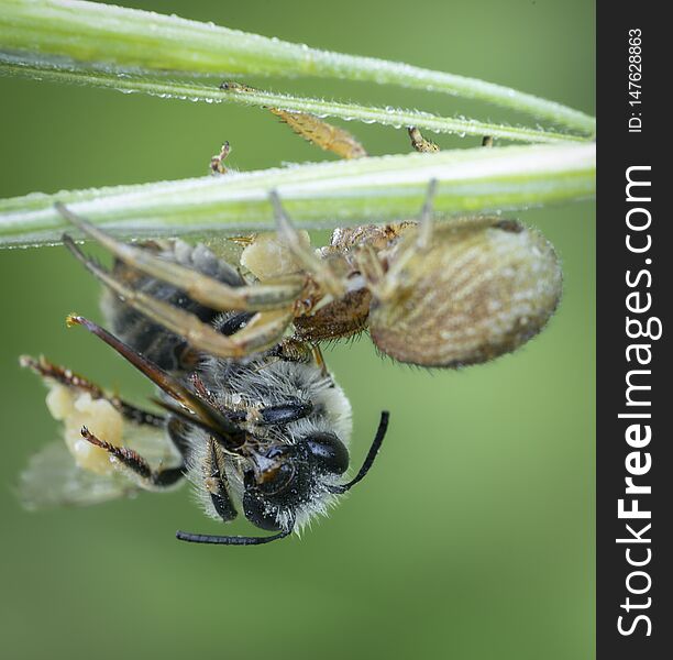 Xysticus spider hunter eating small caught died honeybee