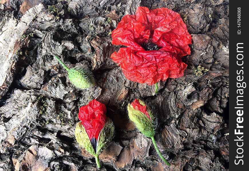Red poppy flower on tree trunk
