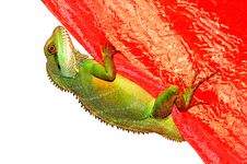 A Lizard Climbing Royalty Free Stock Photography A Lizard Climbing Royalty Free Stock Photography